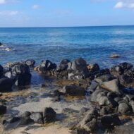 Josephreinette Cynthia